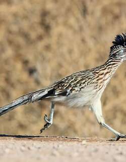 走鹃 / Greater Roadrunner / Geococcyx californianus