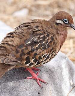 加岛哀鸽 / Galapagos Dove / Zenaida galapagoensis