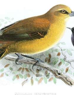 墨西哥拟八哥 / Slender-billed Grackle / Quiscalus palustris