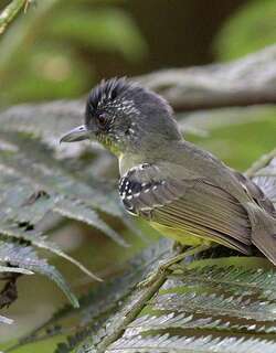 斑胸蚁鵙 / Spot-breasted Antvireo / Dysithamnus stictothorax