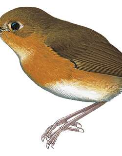 锈胸蚁鸫 / Rusty-breasted Antpitta / Grallaricula ferrugineipectus