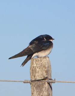 白臀树燕 / Chilean Swallow / Tachycineta leucopyga