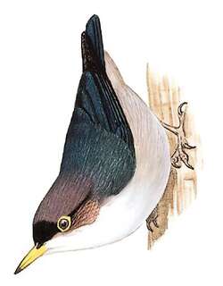 淡紫䴓 / Yellow-billed Nuthatch / Sitta solangiae