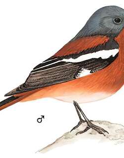 贺兰山红尾鸲 / Przevalski’s Redstart / Phoenicurus alaschanicus