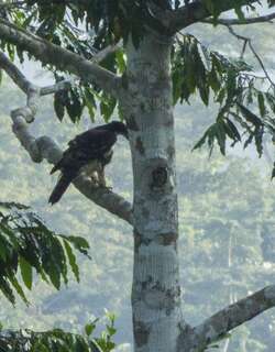非洲鹰雕 / Cassin’s Hawk-Eagle / Aquila africana