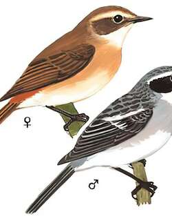 灰林䳭 / Grey Bush Chat / Saxicola ferreus