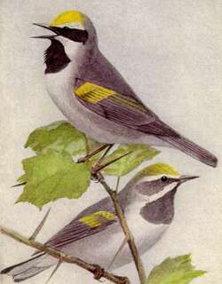 金翅虫森莺 / Golden-winged Warbler / Vermivora chrysoptera