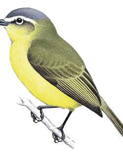 黄腹小霸鹟 / Yellow-bellied Tyrannulet / Ornithion semiflavum