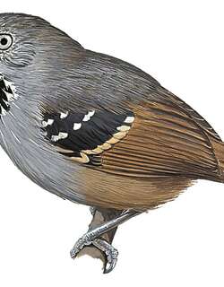 丘陵蚁鹩 / Foothill Stipplethroat / Epinecrophylla spodionota