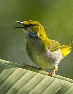 黄眉拱翅莺 / Yellow-browed Camaroptera / Camaroptera superciliaris