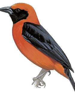 红腹精织雀 / Red-bellied Malimbe / Malimbus erythrogaster