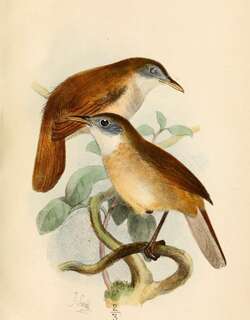 白眉林鹟 / Eyebrowed Jungle Flycatcher / Vauriella gularis