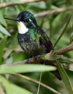 灰尾宝石蜂鸟 / Grey-tailed Mountaingem / Lampornis cinereicauda