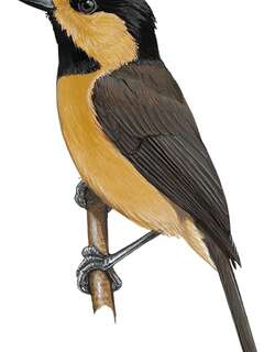 琉球杂色山雀 / Iriomote Tit / Sittiparus olivaceus