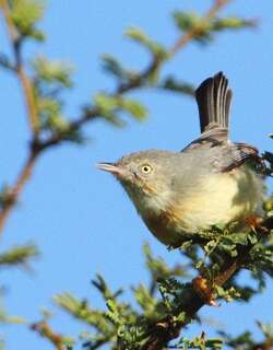 褐喉孤莺 / Burnt-necked Eremomela / Eremomela usticollis