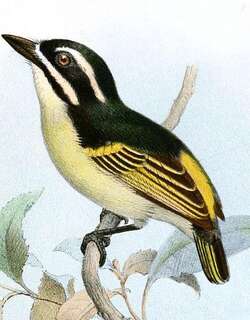 黄喉钟声拟䴕 / Yellow-throated Tinkerbird / Pogoniulus subsulphureus