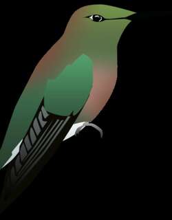 布雷氏翠蜂鸟 / Brace’s Emerald / Riccordia bracei