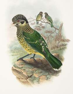 阿法园丁鸟 / Arfak Catbird / Ailuroedus arfakianus