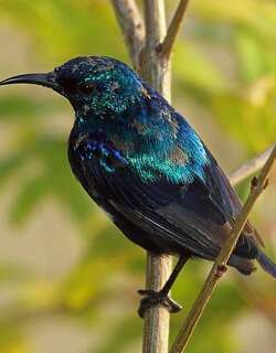 奔岛花蜜鸟 / Pemba Sunbird / Cinnyris pembae