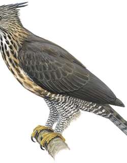 平氏鹰雕 / Pinsker’s Hawk-Eagle / Nisaetus pinskeri