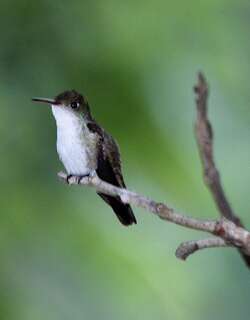 白腹绿蜂鸟 / White-bellied Emerald / Chlorestes candida