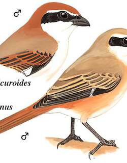 荒漠伯劳 / Isabelline Shrike / Lanius isabellinus
