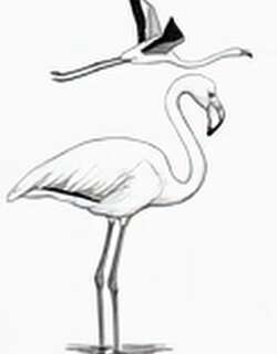 大火烈鸟[大红鹳] / Greater Flamingo