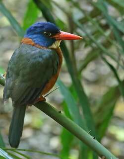 绿背翡翠 / Green-backed Kingfisher / Actenoides monachus