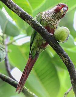 彩鹦哥 / Painted Parakeet / Pyrrhura picta