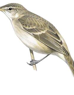 环礁苇莺 / Tuamotu Reed Warbler / Acrocephalus atyphus