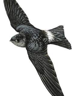 斯兰金丝燕 / Seram Swiftlet / Aerodramus ceramensis