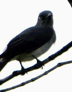 白腰鹃鵙 / White-rumped Cuckooshrike / Coracina leucopygia
