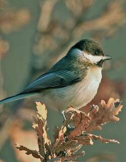 暗山雀 / Sombre Tit / Poecile lugubris