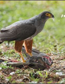 双色鹰 / Bicolored Hawk / Accipiter bicolor