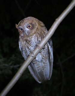 珠眉角鸮 / Puerto Rican Owl / Gymnasio nudipes