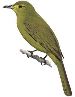 布鲁金冠鹎 / Buru Golden Bulbul / Hypsipetes mysticalis