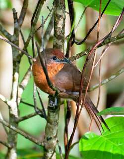 橙胸棘雀 / Orange-breasted Thornbird / Phacellodomus ferrugineigula