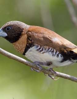 栗胸文鸟 / Chestnut-breasted Mannikin / Lonchura castaneothorax