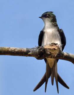 灰腰雨燕 / Grey-rumped Treeswift / Hemiprocne longipennis