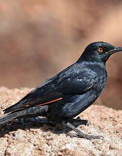 淡翅栗翅椋鸟 / Pale-winged Starling / Onychognathus nabouroup