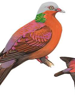 紫林鸽 / Pale-capped Pigeon / Columba punicea