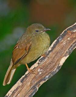 小绿鹎 / Little Greenbul / Eurillas virens
