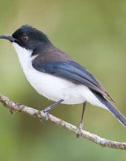 黑背奇鹛 / Dark-backed Sibia / Heterophasia melanoleuca