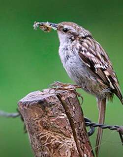 短趾旋木雀 / Short-toed Treecreeper / Certhia brachydactyla