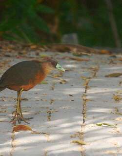 苏拉苦恶鸟 / Isabelline Bush-hen / Amaurornis isabellina