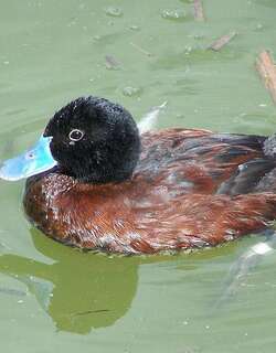 安第斯硬尾鸭 / Andean Duck / Oxyura ferruginea