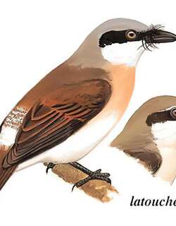 钩嘴林鵙 / Large Woodshrike / Tephrodornis virgatus