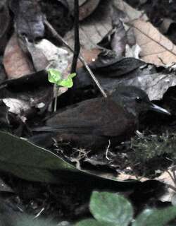 灰喉硬尾雀 / Grey-throated Leaftosser / Sclerurus albigularis
