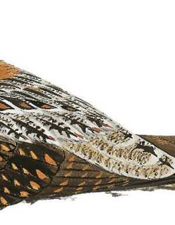 所罗门毛腿夜鹰 / Solomons Nightjar / Eurostopodus nigripennis