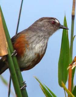 阿沙部噪鹛 / Ashambu Laughingthrush / Montecincla meridionalis